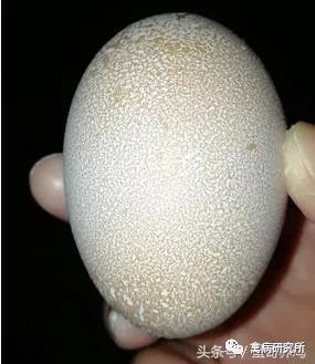 150天海兰褐初产蛋鸡下石灰样的白斑蛋是怎么回事?