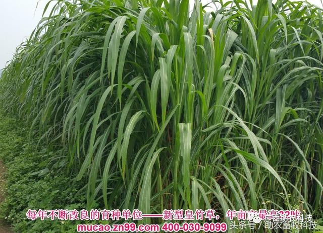 四季牧草四季產出禾本科超高產牧草品種新型皇竹草與糖蔗2號牧草北方