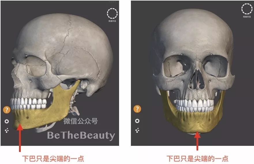 下颌是下图中黄色的部分,它的下方尖端处一点点的位置是我们说的下巴