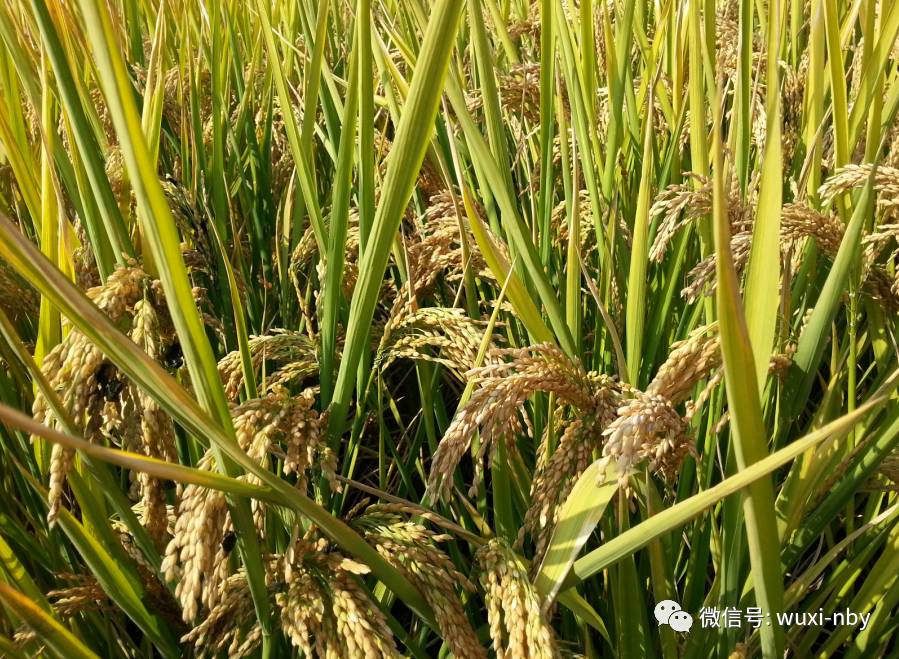 首个无锡自主水稻品牌锡稻1号到目前为止已成功培育出超级杂交粳稻