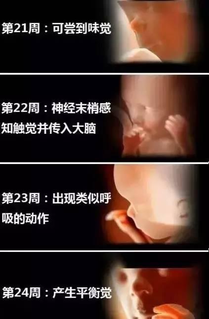 婴儿成型过程图图片