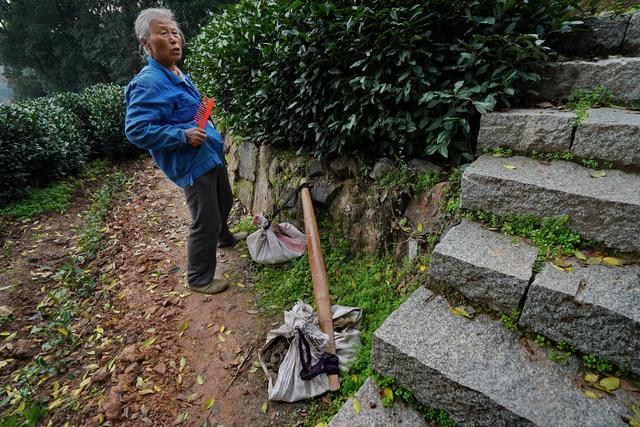 七十四岁老人天天担砂石上山,她种的龙井茶年年获奖价格过万