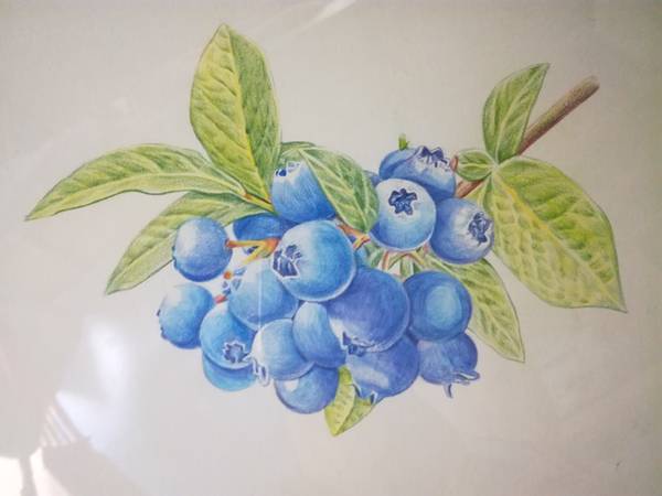 夏華秋實任曉凡個人彩鉛畫展精品賞析