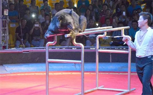 小動物還有笨重的狗熊單雙槓,狗熊跳繩熊大熊二,萌蠢可愛好友相助羊猴