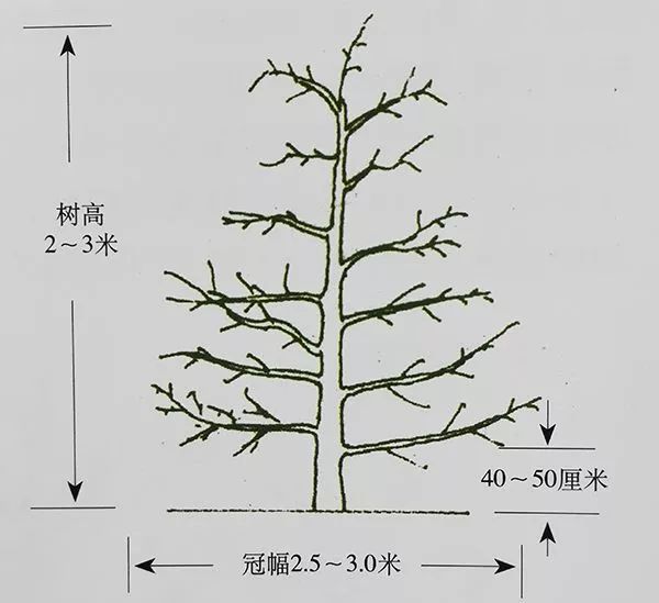 梨树纺锤形修剪图解图片