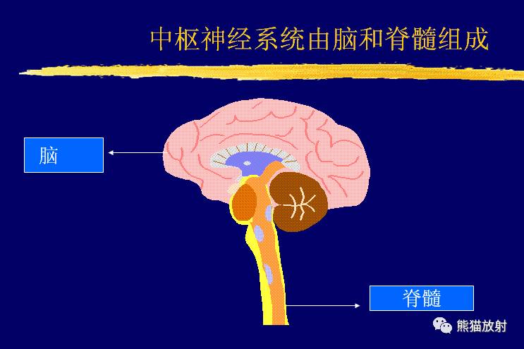 熊猫放射丨中枢神经系统资料库