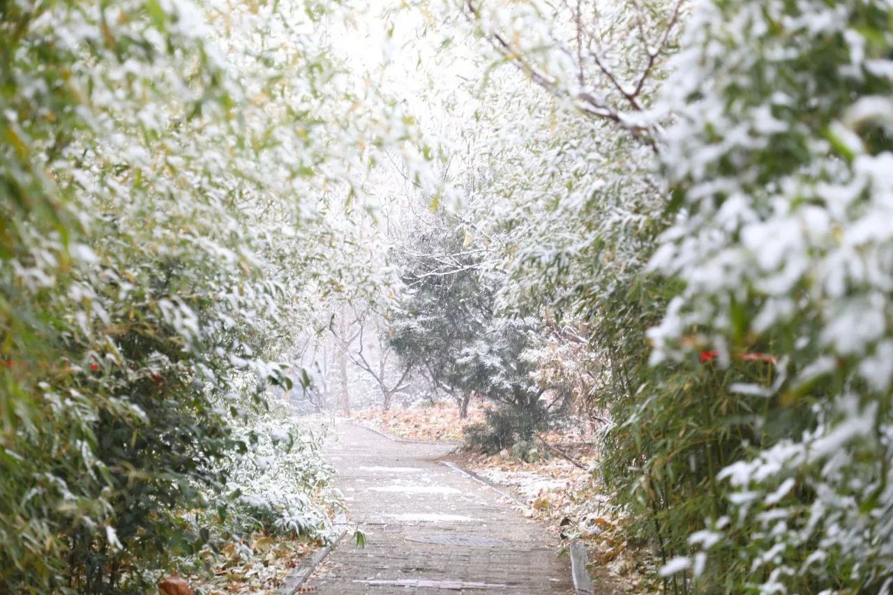 初雪|山艺背景图强势来袭