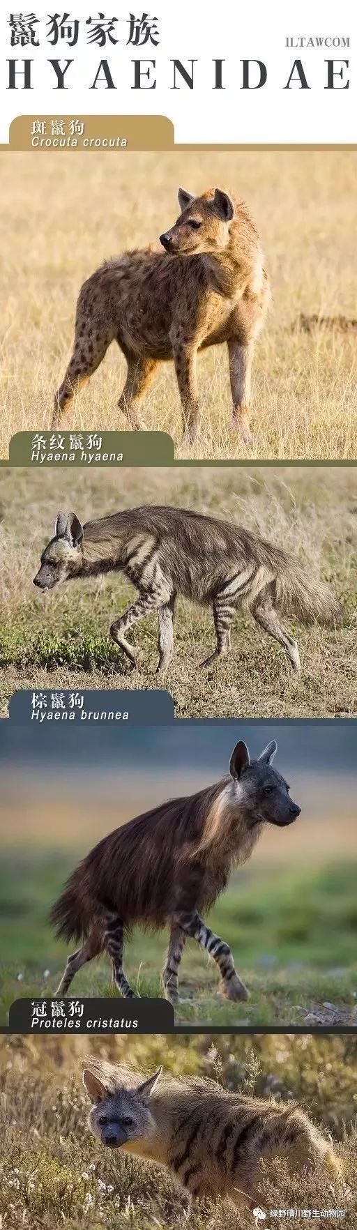斑鬣狗体重图片