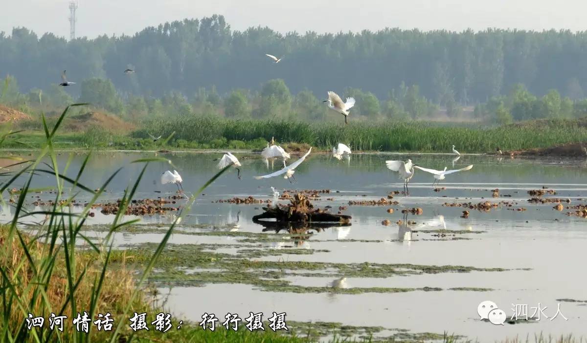 一個真實的泗河一個難忘泗河那些泗河的原風景非常值得留戀