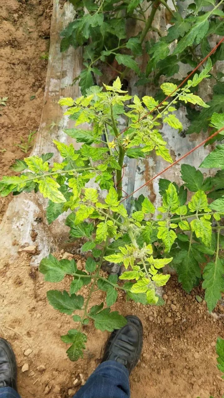 大棚番茄病害大全图谱图片