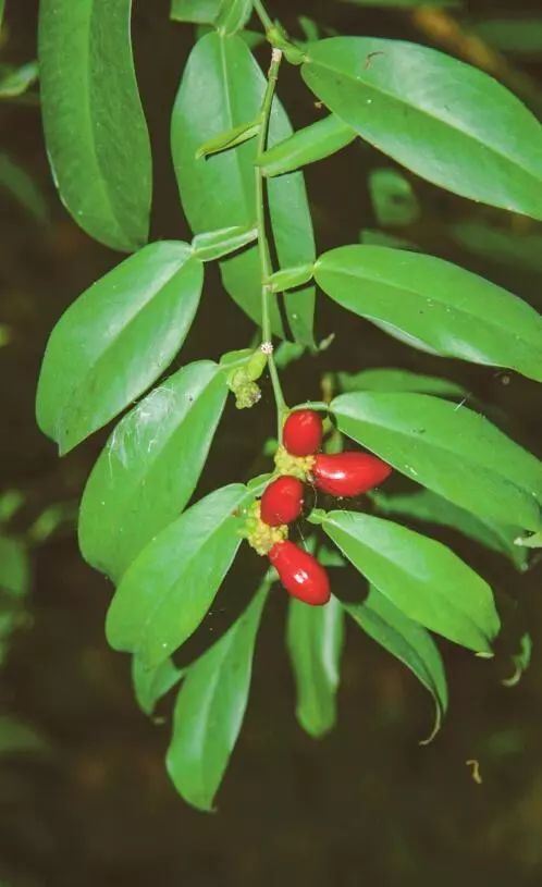 12月13日 石柑子 深圳植物日历