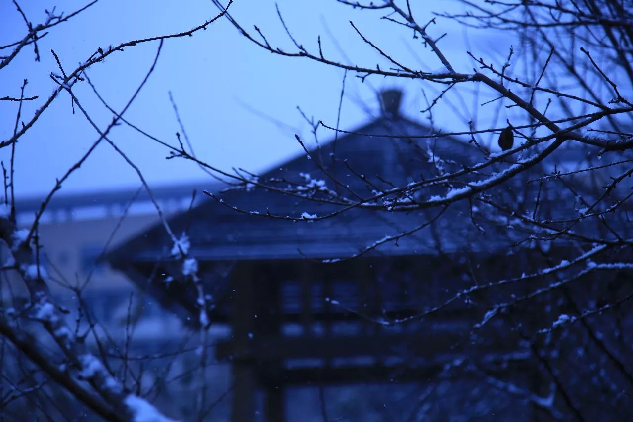 初雪|山艺背景图强势来袭