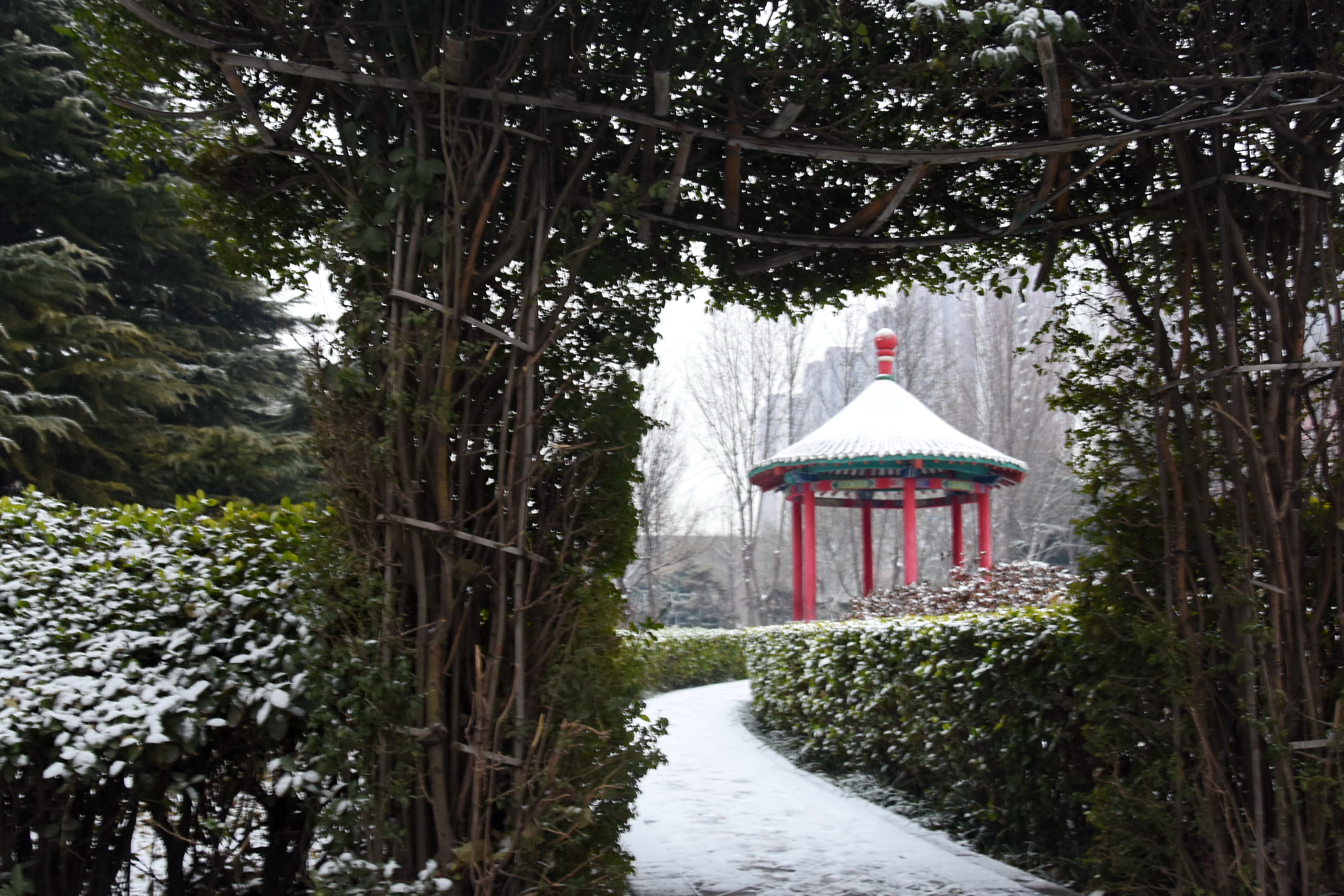 初冬瑞雪 演繹安陽唯美