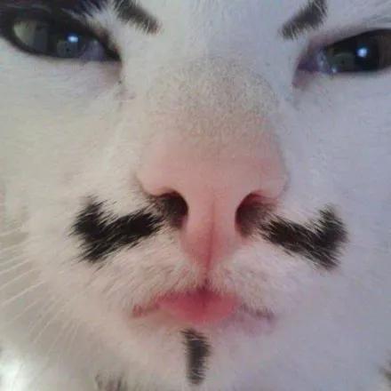 人脸画猫咪胡子图片