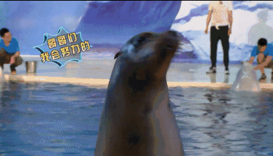 海狮表情包gif图片