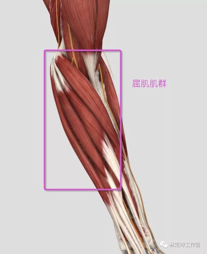 前臂伸展肌群图片
