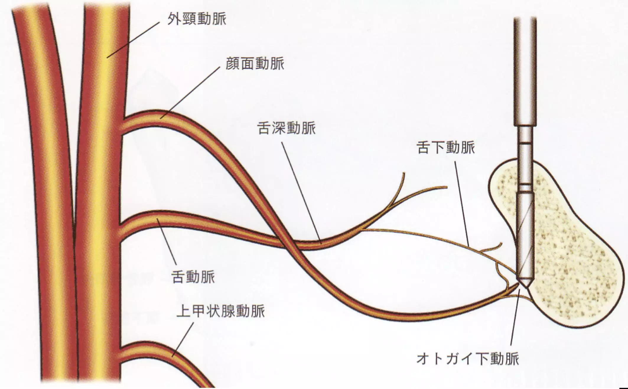 口腔解剖学知识点2种植手术引起口底血肿相关的解剖