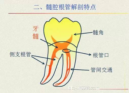 要熟练掌握髓腔根管系统的解剖结构,谈到某一个牙齿