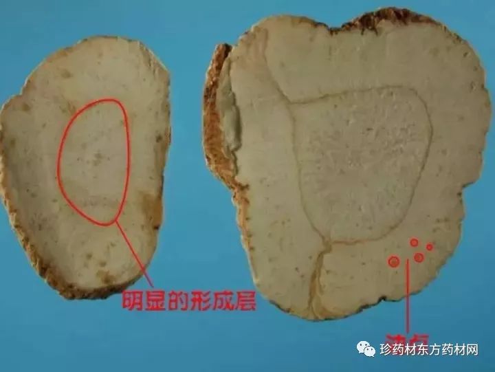 知识每天学一味中药白芷