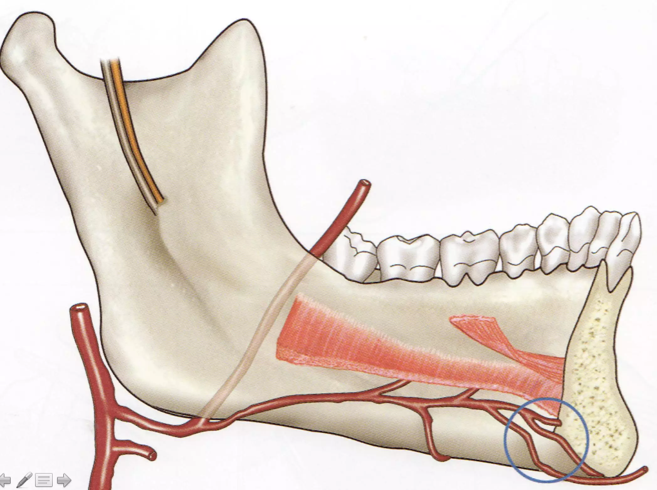 上颌结节解剖图图片