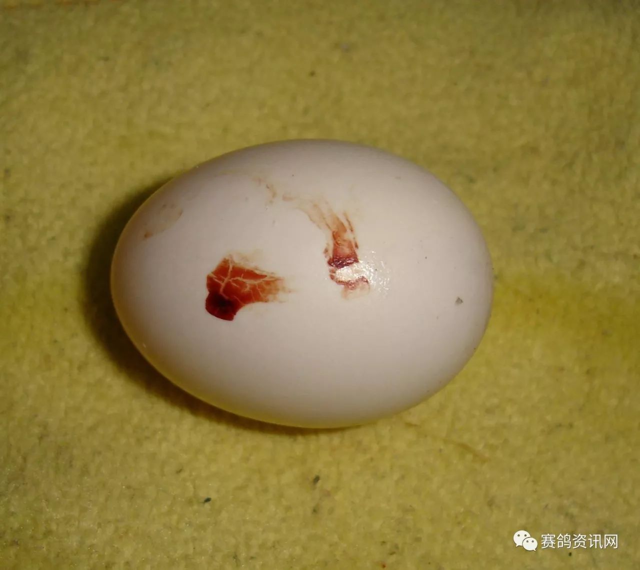 6天鸽子蛋血丝图图片