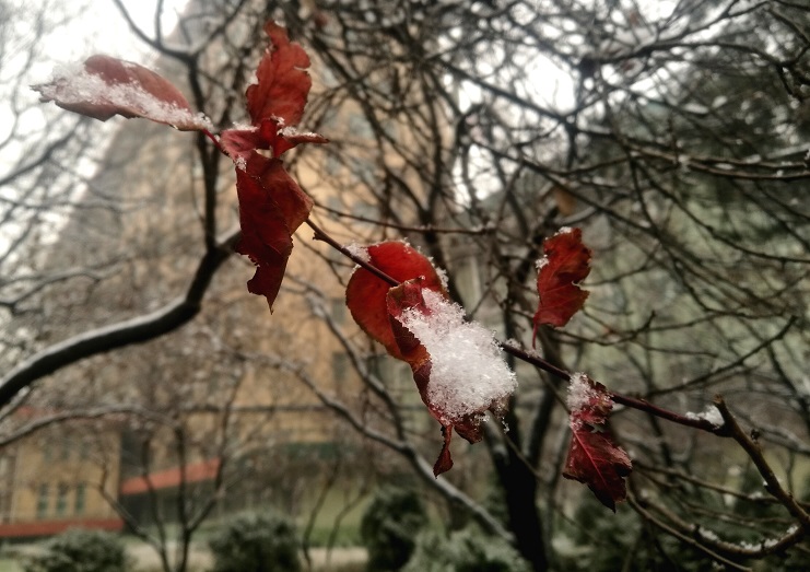 一場落雪冬天的盛事76忌悲傷歡喜宜晨起開門雪滿山,一種清孤不等閒