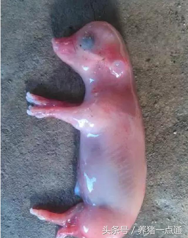 母猪怀孕40天流产图片图片
