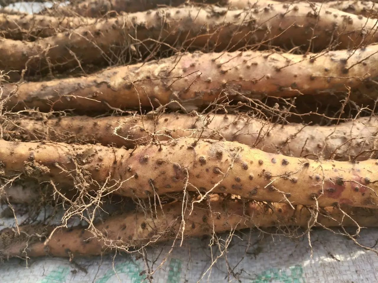 秋冬食補的好能手,親赴焦作考察,只為大家吃到正宗的溫縣壚土鐵棍山藥