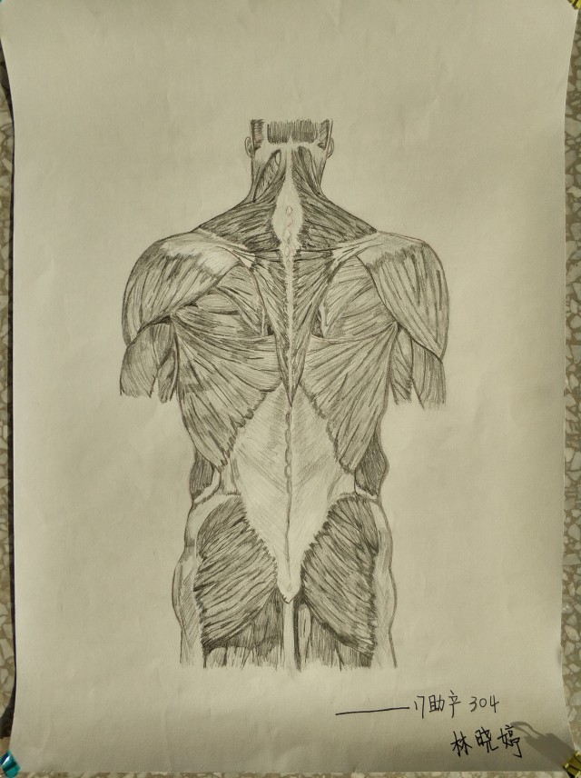 人体解剖手绘最佳人气奖投票