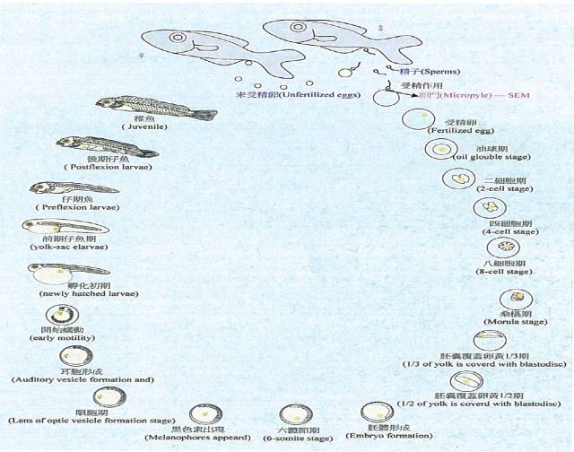 鱼类胚胎发育过程图图片