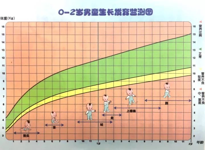 男孩生长发育的过程图图片