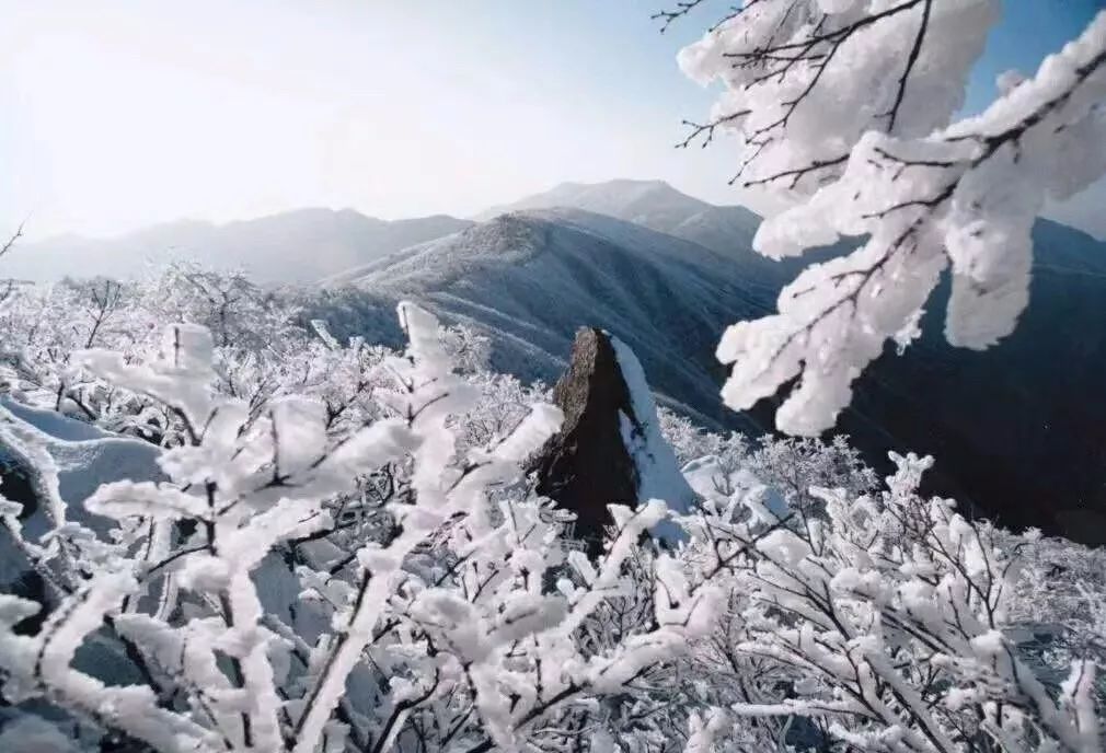 今天下雪了!天目山的景别样的美!沉醉了