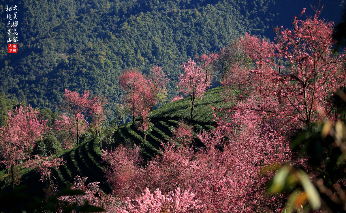 无量山樱花谷随拍 摄影/老黑