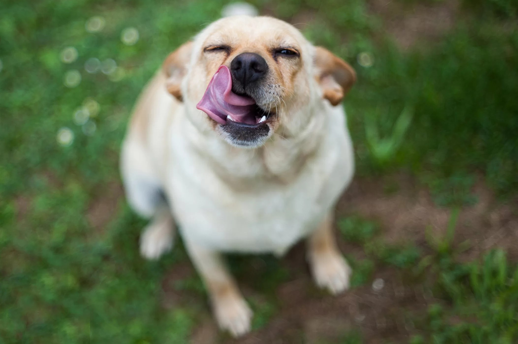 你的狗在舔嘴可能因为它认为你是一个混蛋