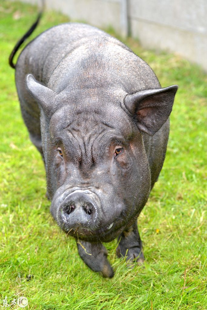 英国这只270斤大宠物猪究竟做错了什么,竟遭当地政府赶出家封杀