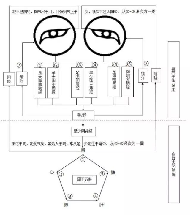 卫气循行路线图图片