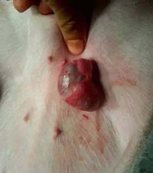 猪疝气手术图片