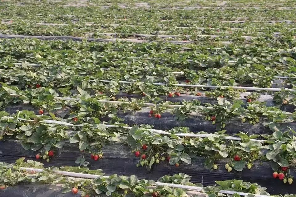 良凤江摘草莓位置图片
