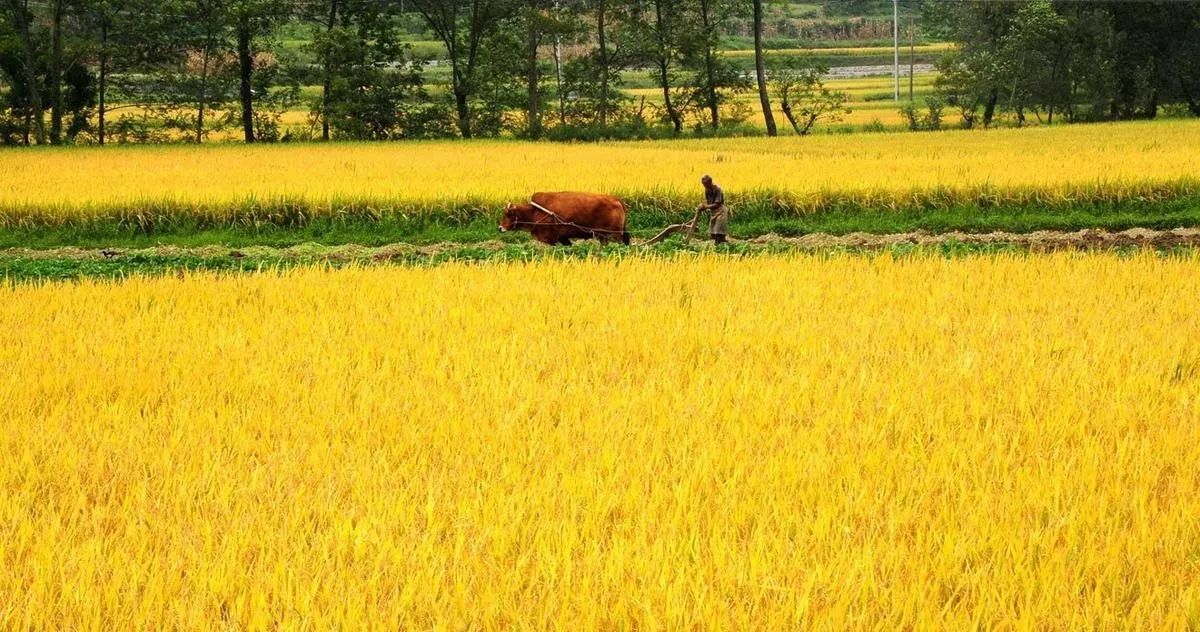 稻花香里说丰年,听取蛙声一片