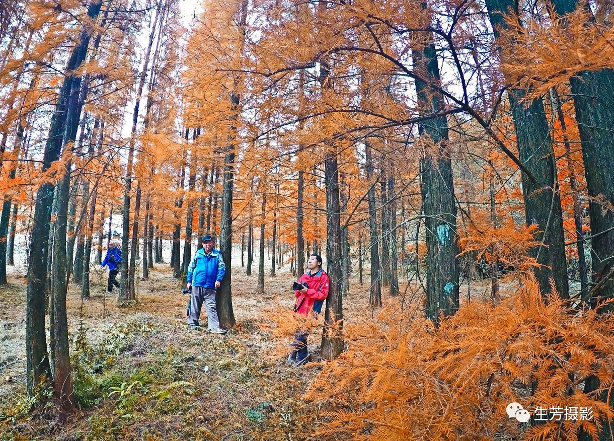 漫步天井山国家森林公园偶遇落羽衫林