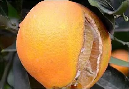 桔,柑,橙,柚四大柑橘品种果实在膨大期至采收期,果实与果皮生长步调不