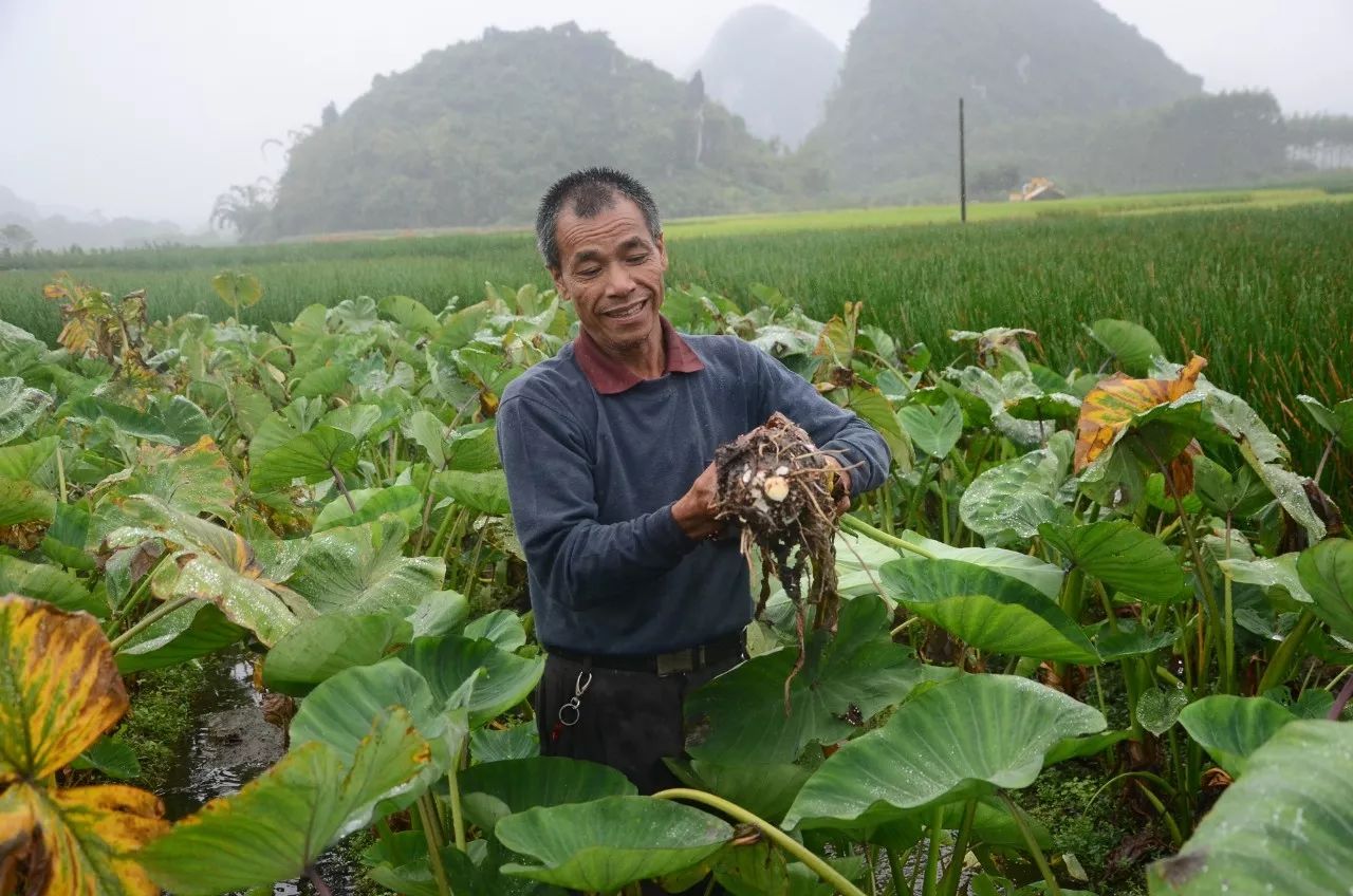 康乾御貢荔浦芋頭重現江湖,純古法限量種植,帝王般的享受,奧運專用