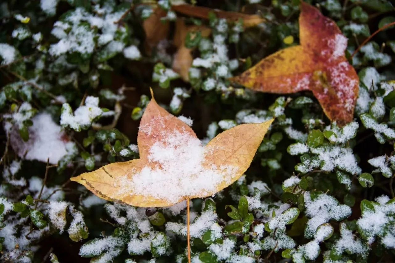 再來看看黃淮學院的雪景吧!