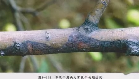 苹果腐烂病干腐病轮纹病症状图及应对措施