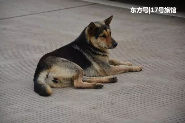 土狗抢走冠军日本旗,主人称爱看抗日神剧