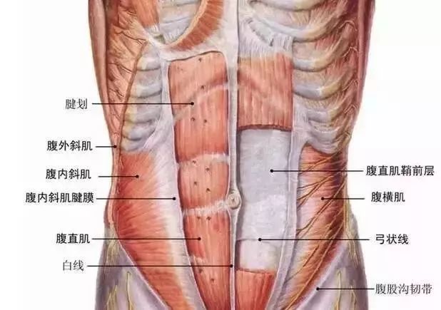 类似鱼下部收缩的形态构成的v字形线条具体指的是腹部的腹内斜肌&腹外