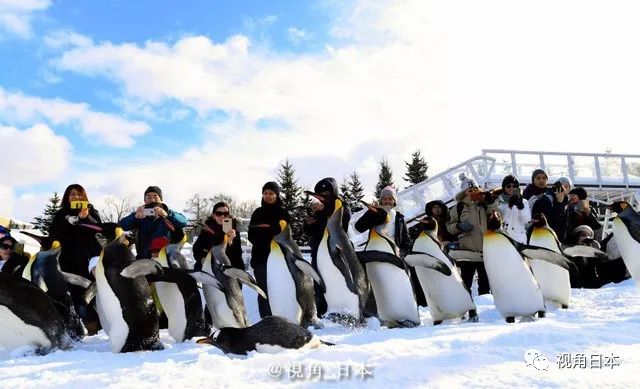 北海道旭山動物園 企鵝散步的季節 & 年輕人聖誕節最想要男女友