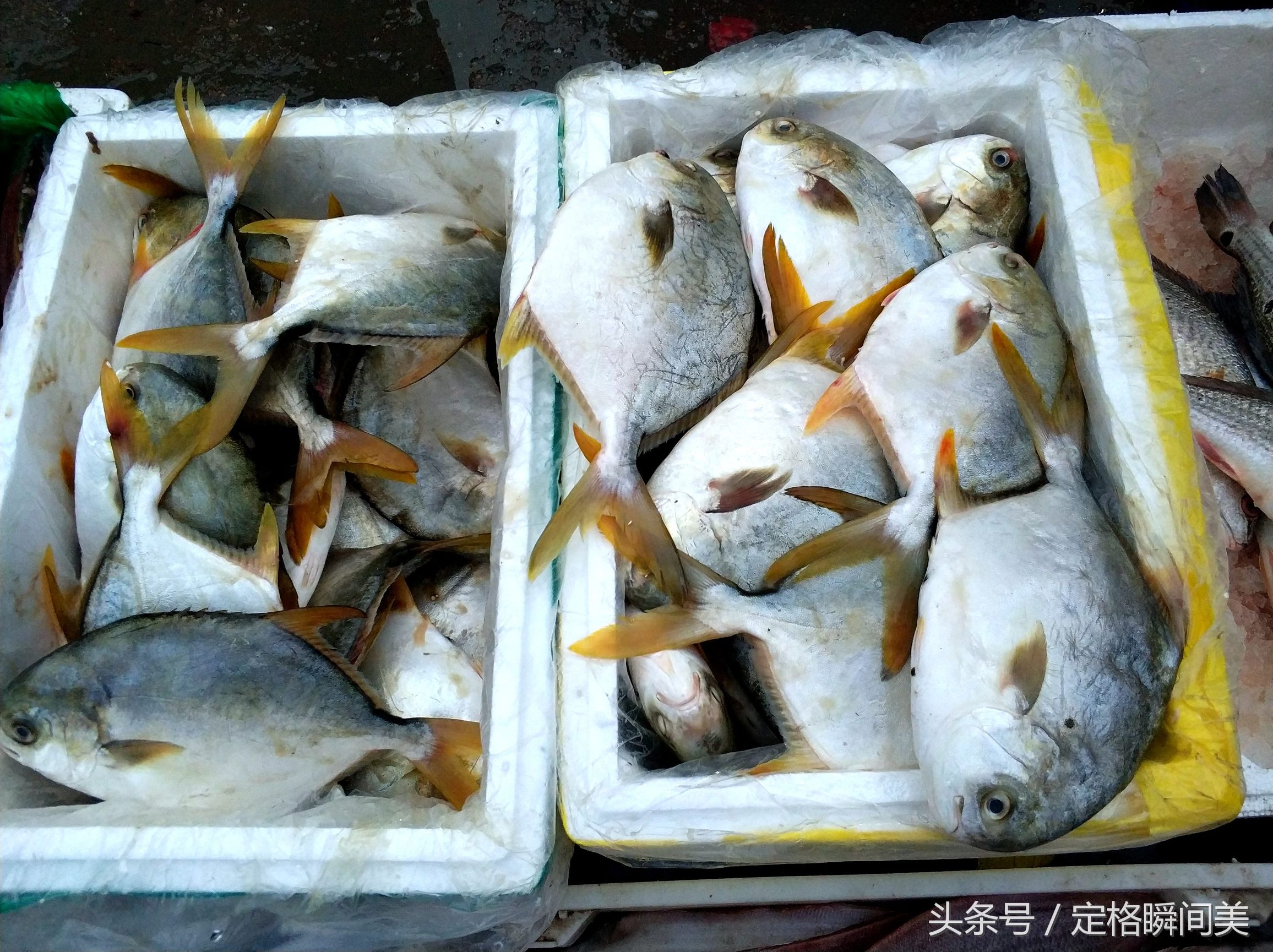 圖為:肥碩的鯧魚,售價20元一斤,清蒸肉質很好吃.