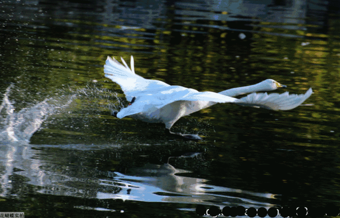 白鹤亮翅动态图图片