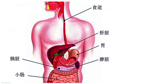 脾脏解剖位置图片